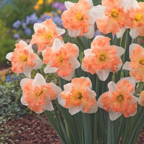 Narcissus Mariner - Image 3