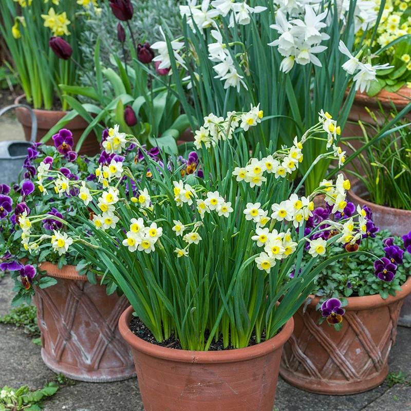Narcissus Minnow Flower Bulbs - Image 3
