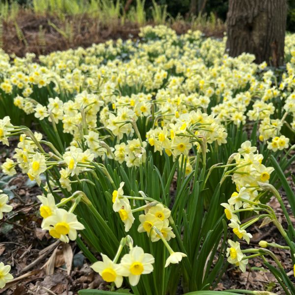 Narcissus Minnow Flower Bulbs - Image 4