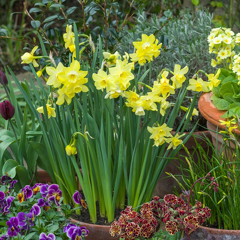 Narcissus Pipit Flower Bulbs - Image 2
