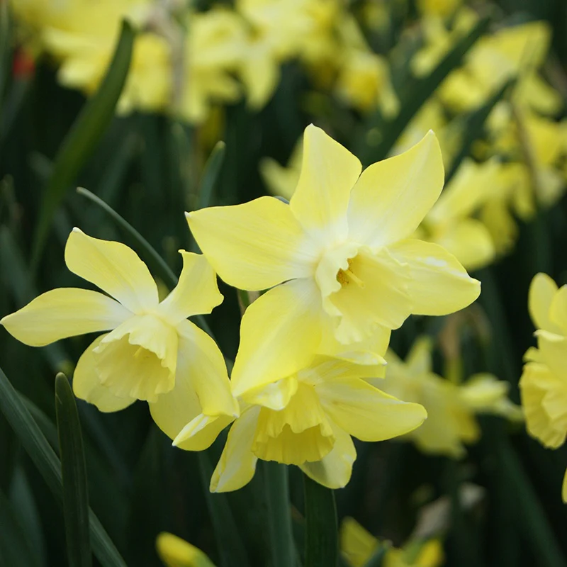 Narcissus Pipit Flower Bulbs - Image 3