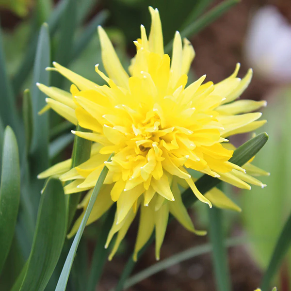 Narcissus Rip Van Winkle Flower Bulbs - Image 2