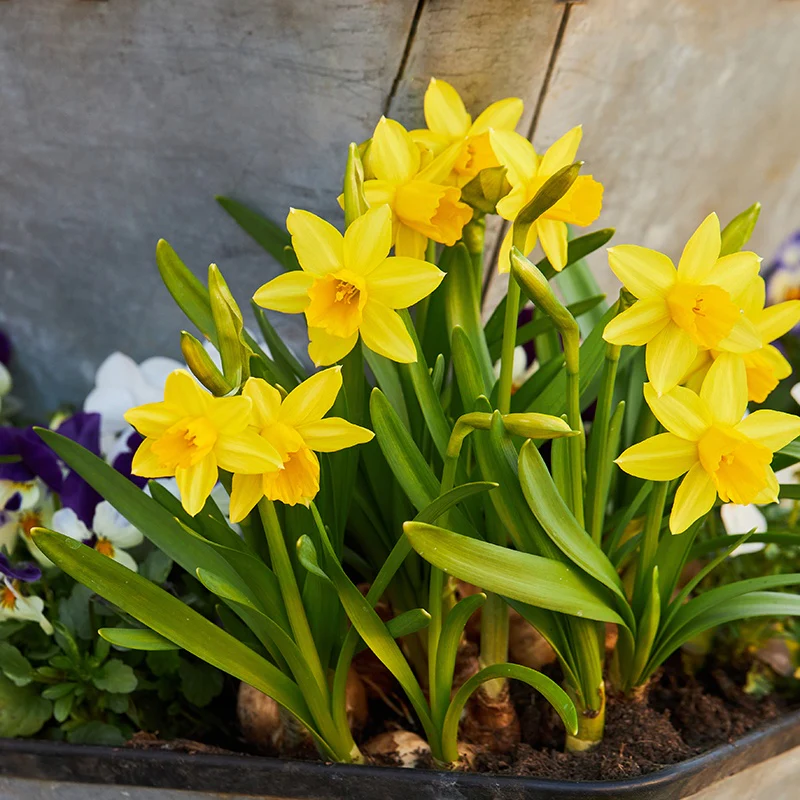 Narcissus Tête à Tête Flower Bulbs - Image 3