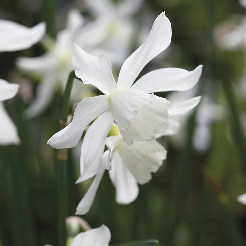 Narcissus Thalia Flower Bulbs - Image 3