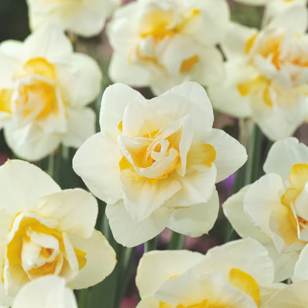 Narcissus White Lion Flower Bulbs - Image 2