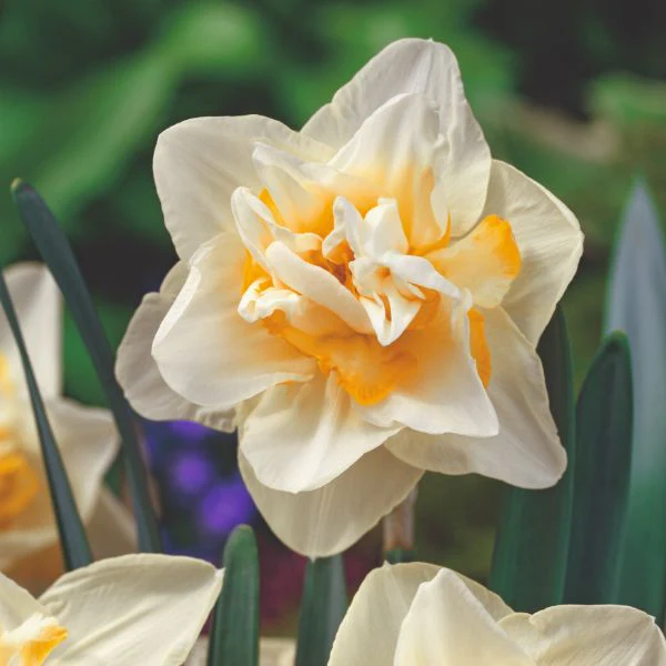 Narcissus White Lion Flower Bulbs - Image 3