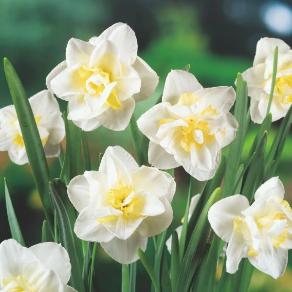 Narcissus White Lion Flower Bulbs - Image 4