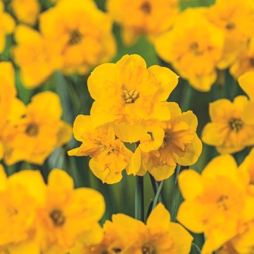 Narcissus Yellow Parrot - Image 3