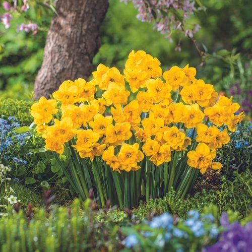 Narcissus Yellow Parrot - Image 4