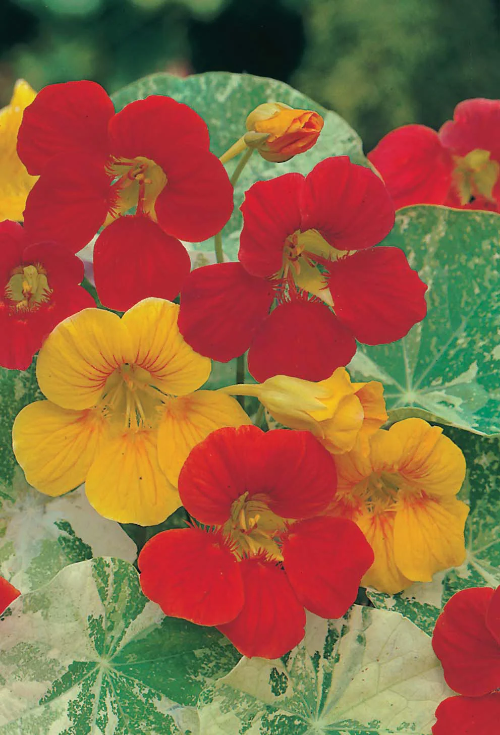 Nasturtium Alaska Mixed Seeds - Image 3