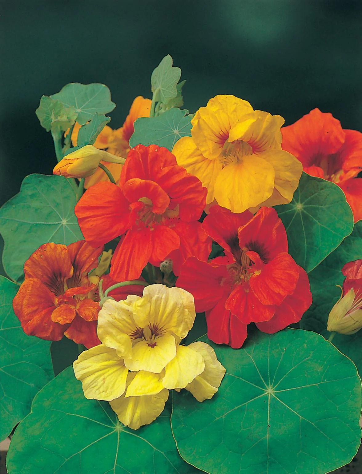 Nasturtium Gleam Mixed Seeds - Image 3