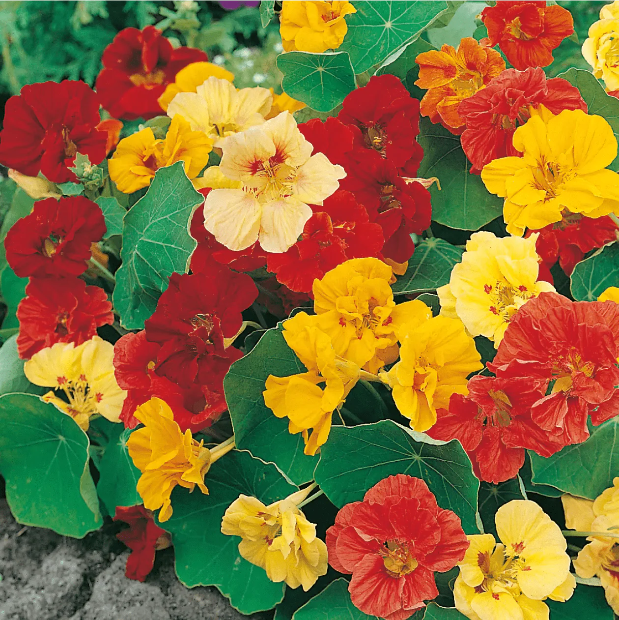 Nasturtium Jewel Mixed Seeds - Image 3