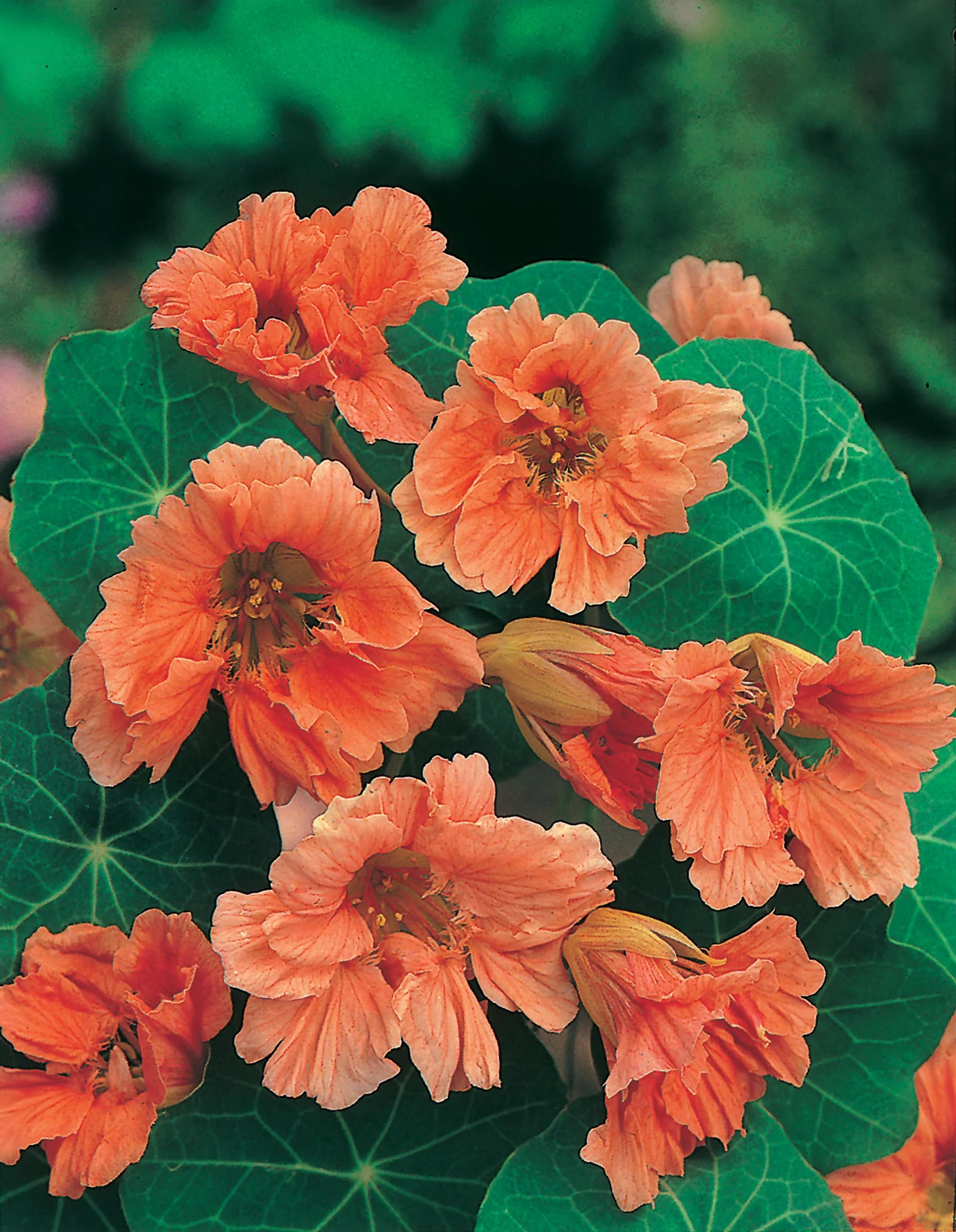 Nasturtium Salmon Baby Seeds - Image 3