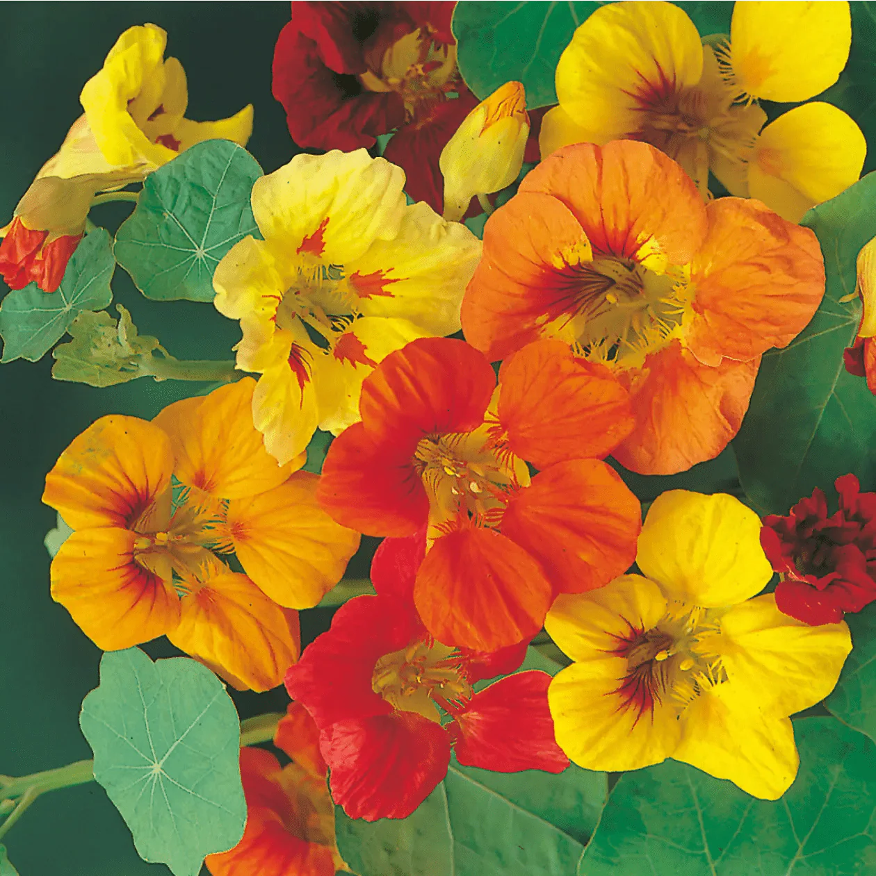 Nasturtium (Trailing) Single Mixed Seeds - Image 3