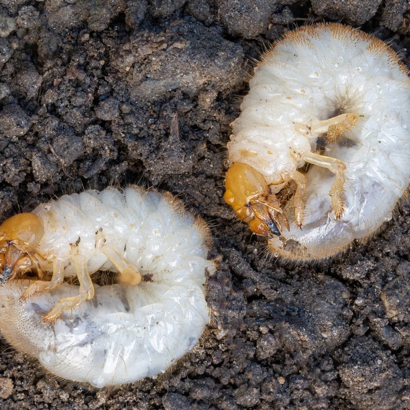 NemaKnights™ Nematodes All Purpose Biological Chafer Grub and Vine Weevil Control - Image 3