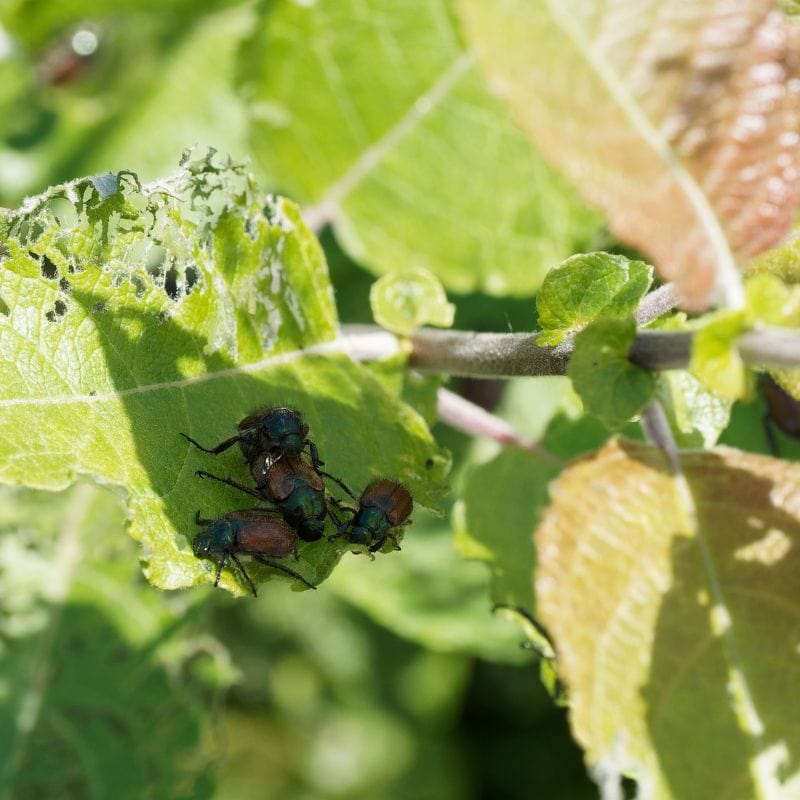 NemaKnights™ Nematodes All Purpose Biological Chafer Grub and Vine Weevil Control - Image 4