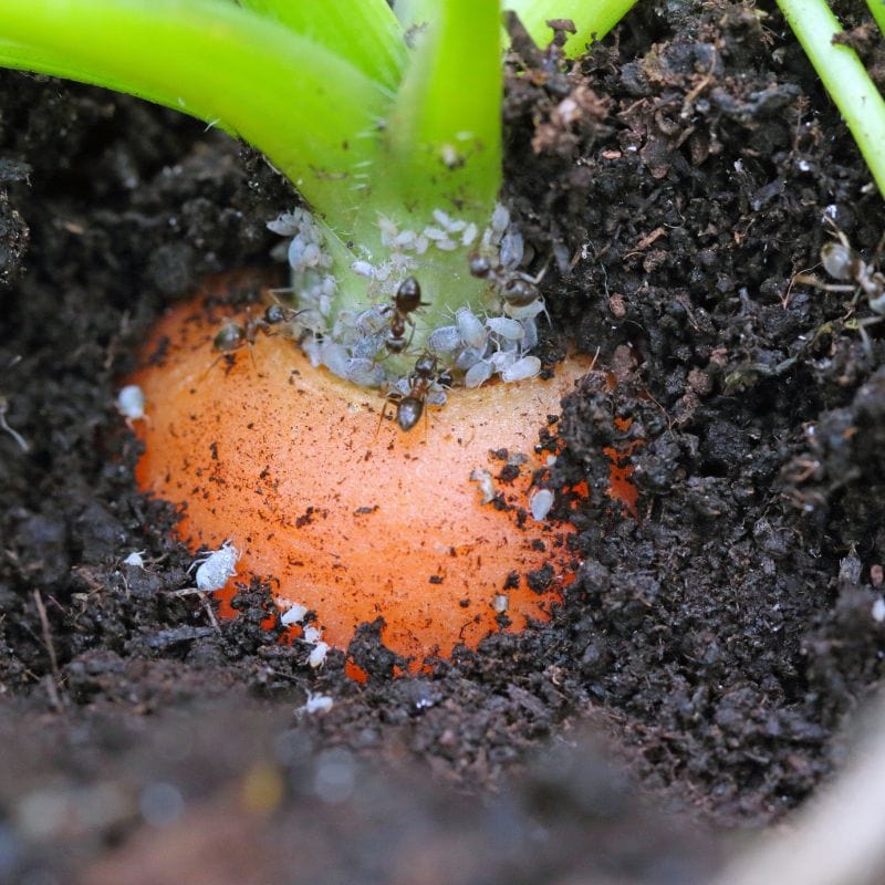 NemaKnights™ Nematodes Biological Fungus Gnat, Thrips and Root Aphid Control - Image 3