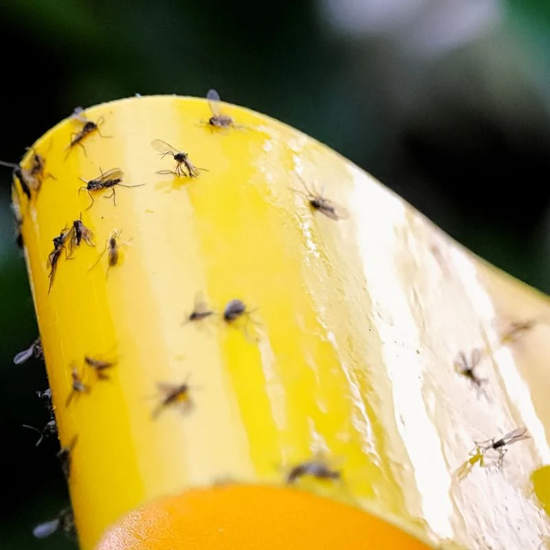 NemaKnights™ Nematodes Biological Fungus Gnat, Thrips and Root Aphid Control - Image 4
