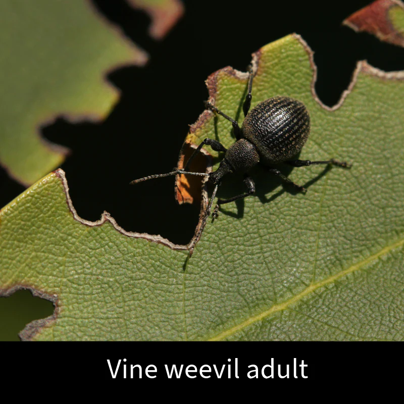 Vine Weevil Control Nematodes 100sq.m - Image 4