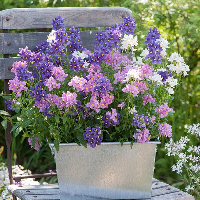 Nemesia Flower Plants Collection