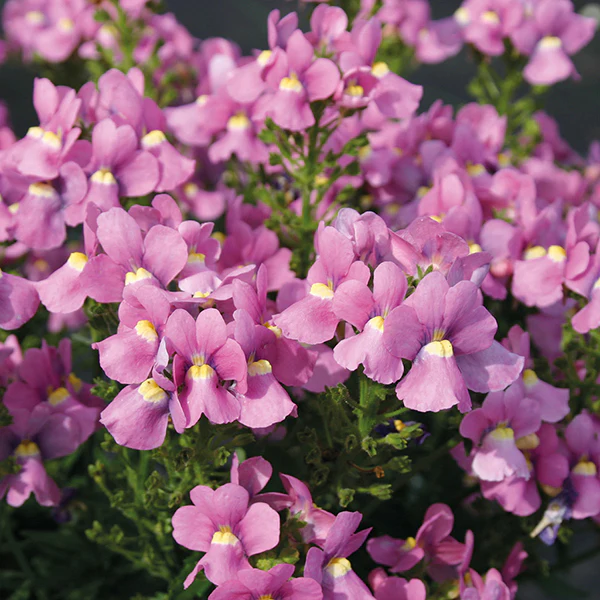 Nemesia Flower Plants Collection - Image 2