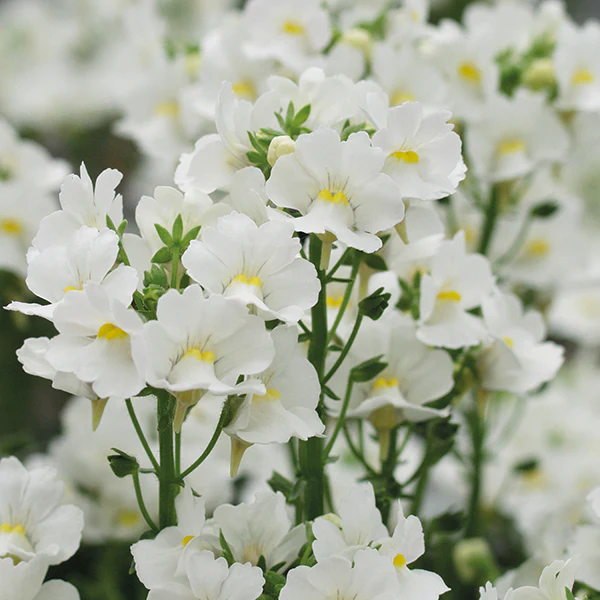 Nemesia Karoo White Flower Plants