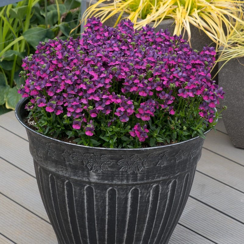 Nemesia Lady Flower Plants Collection - Image 2