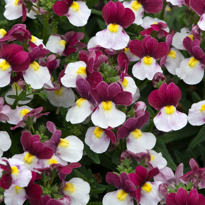 Nemesia Lady Emma