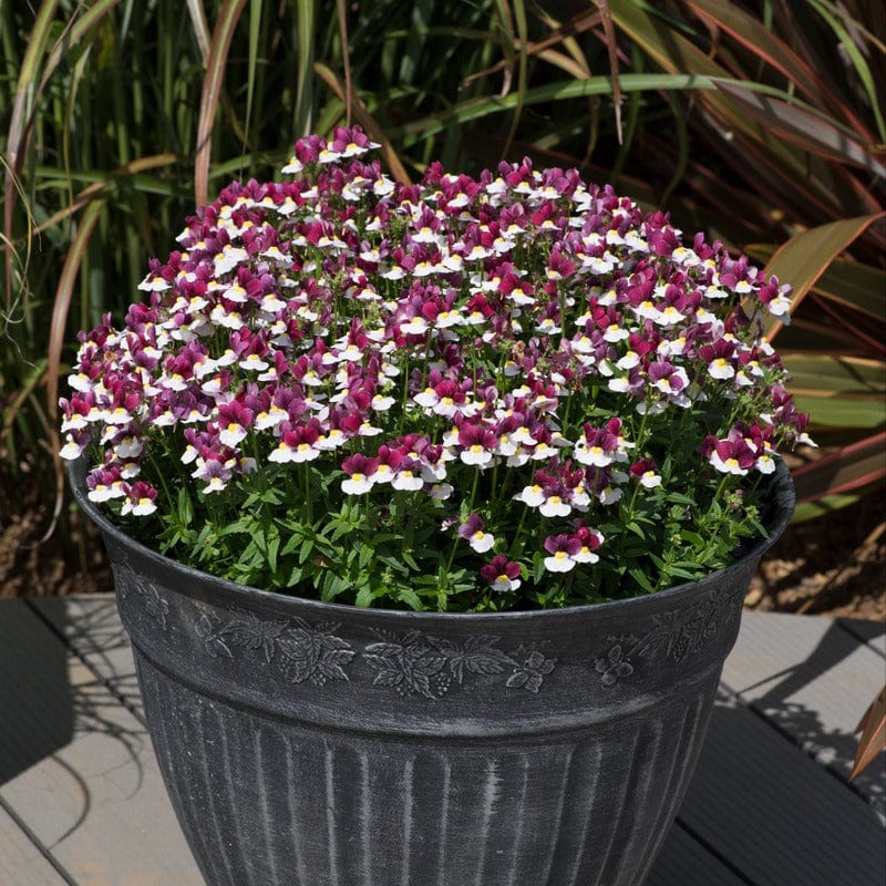Nemesia Lady Emma - Image 2