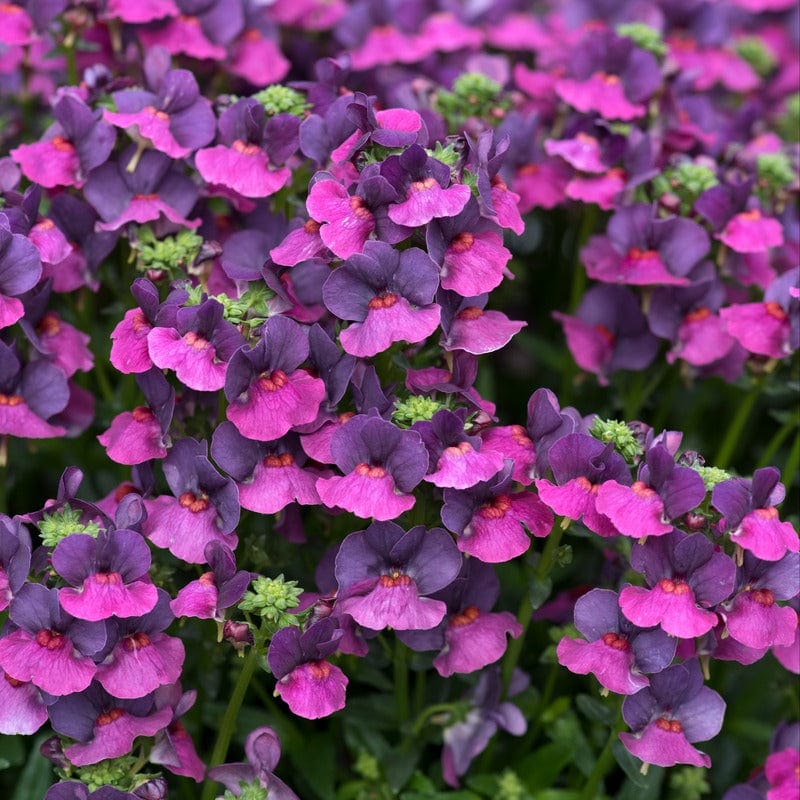 Nemesia Lady Lisa - Image 2