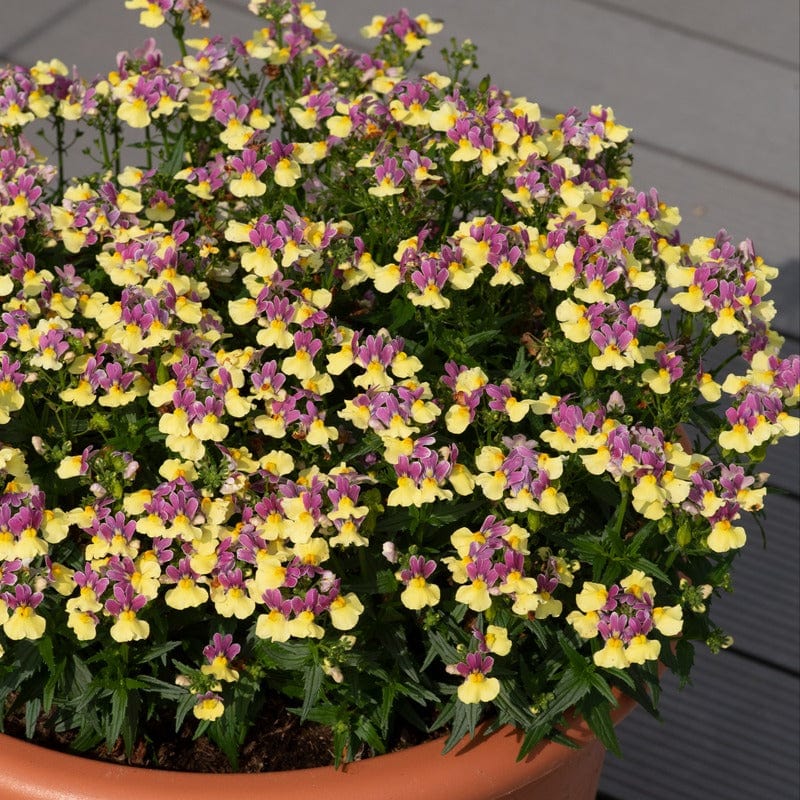Nemesia Lady Lucy