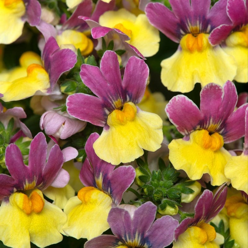 Nemesia Lady Lucy - Image 2