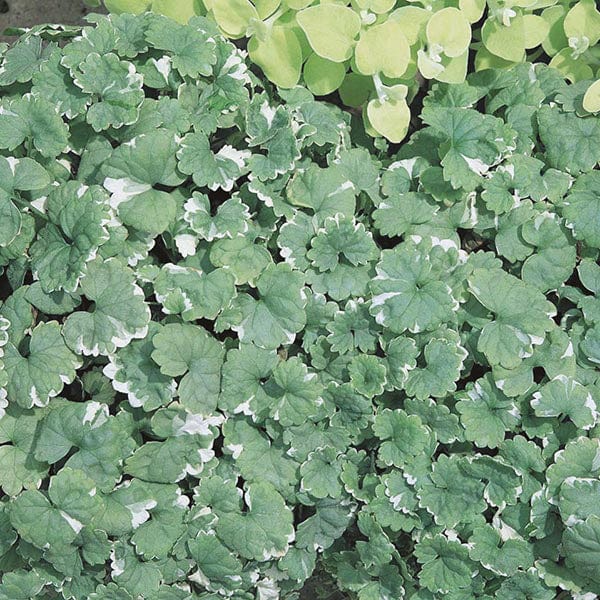 Nepeta Variegata Flower Plants