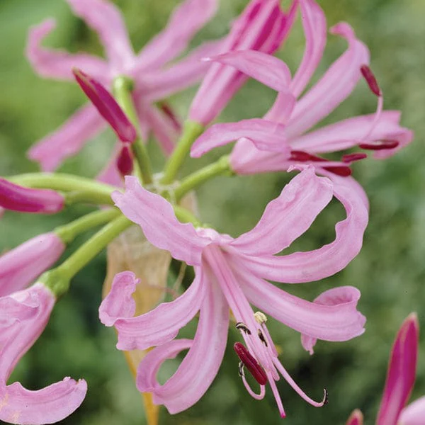 Nerine Flower Bulbs Collection - Image 3