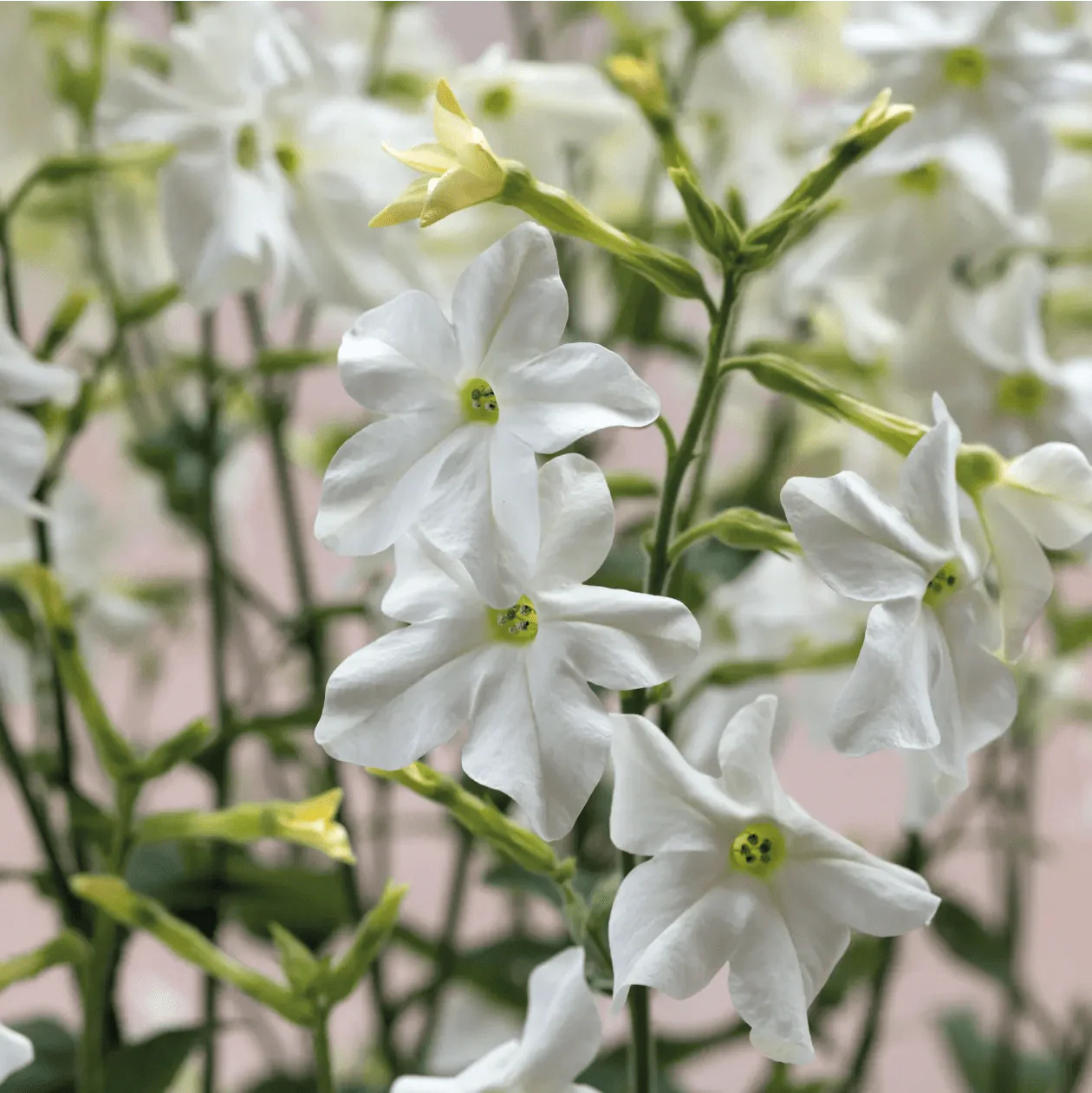 Nicotiana Sirius White F1 Seeds - Image 3