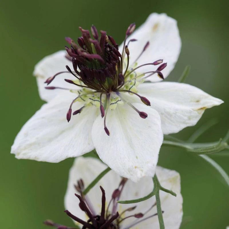 Nigella African Bride Seeds