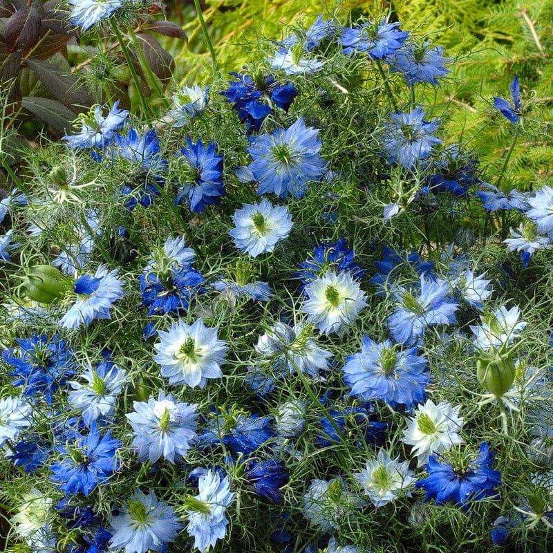Nigella Moody Blues Seeds