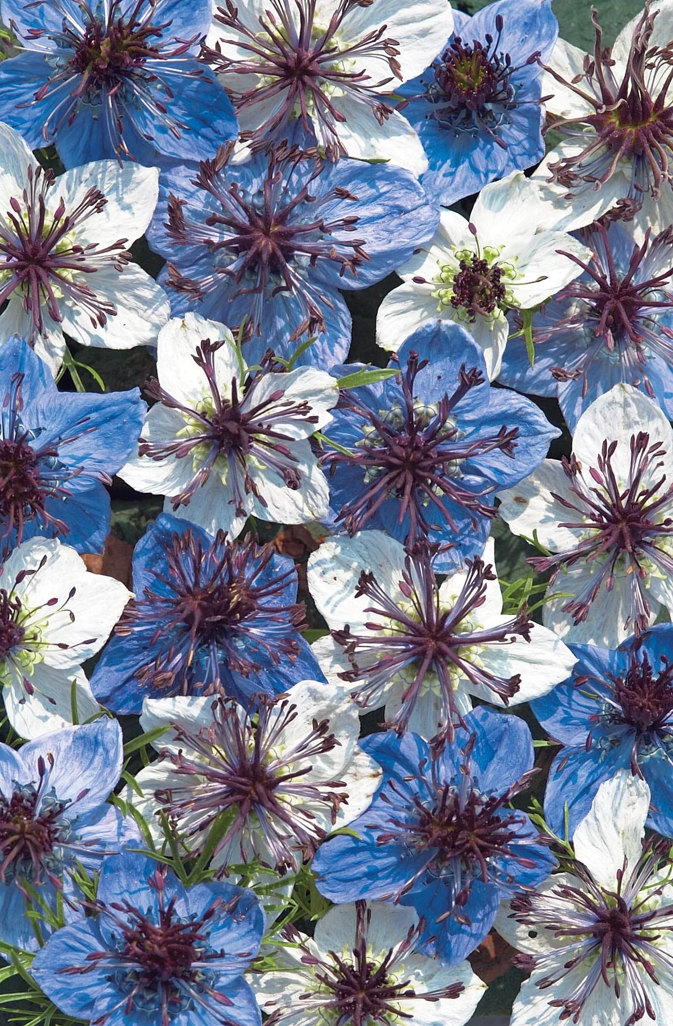 Nigella Musical Prelude Seeds - Image 3