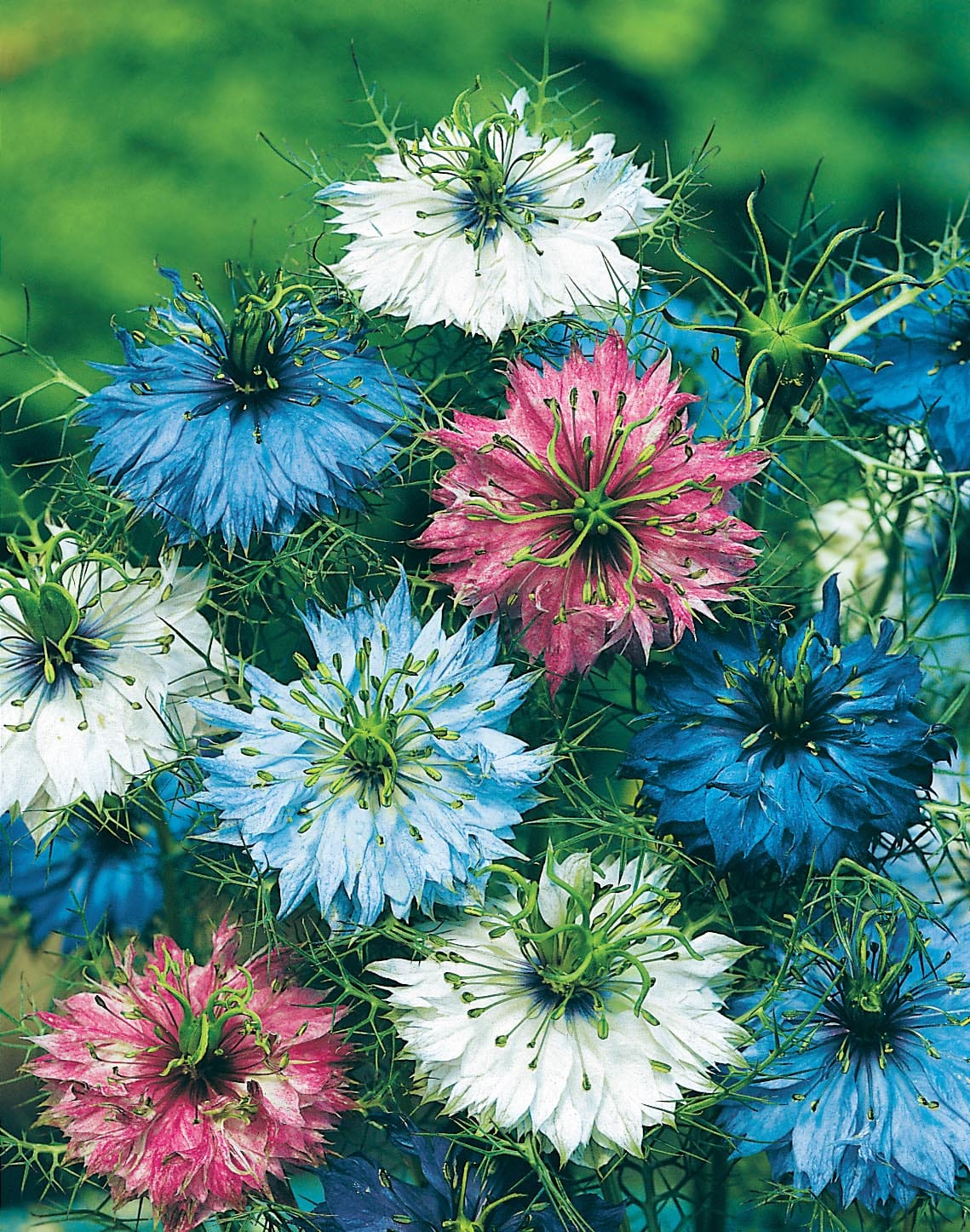 Nigella Persian Jewels Seeds - Image 3