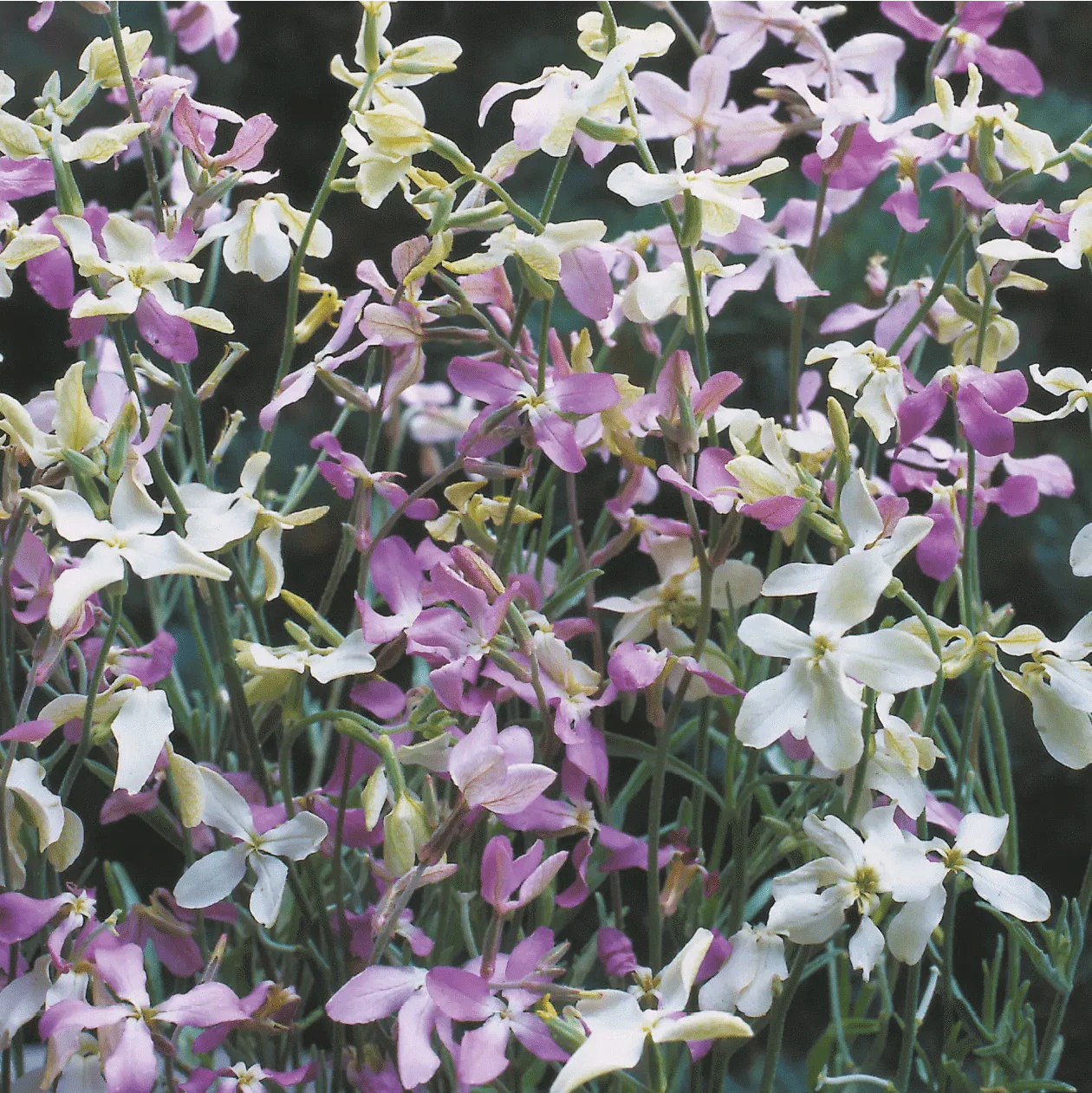Night Scented Stock Seeds - Image 3