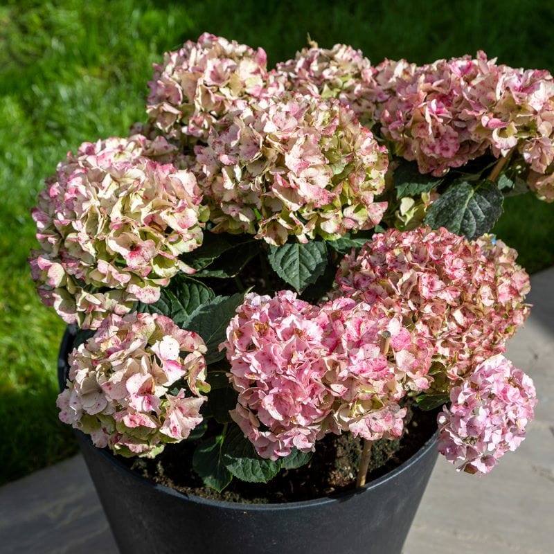 Octavia Recycled and Unbreakable Plant Pots 38cm Slate Twin Pack - Image 3