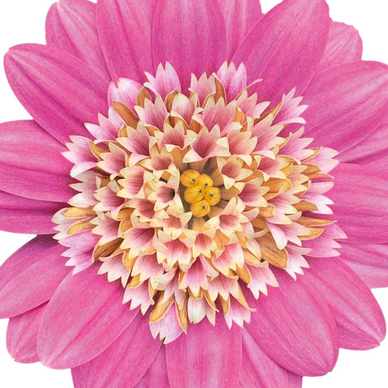 Osteospermum 3D Flower Plants Collection
