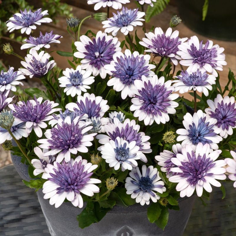 Osteospermum 3D Flower Plants Collection - Image 2