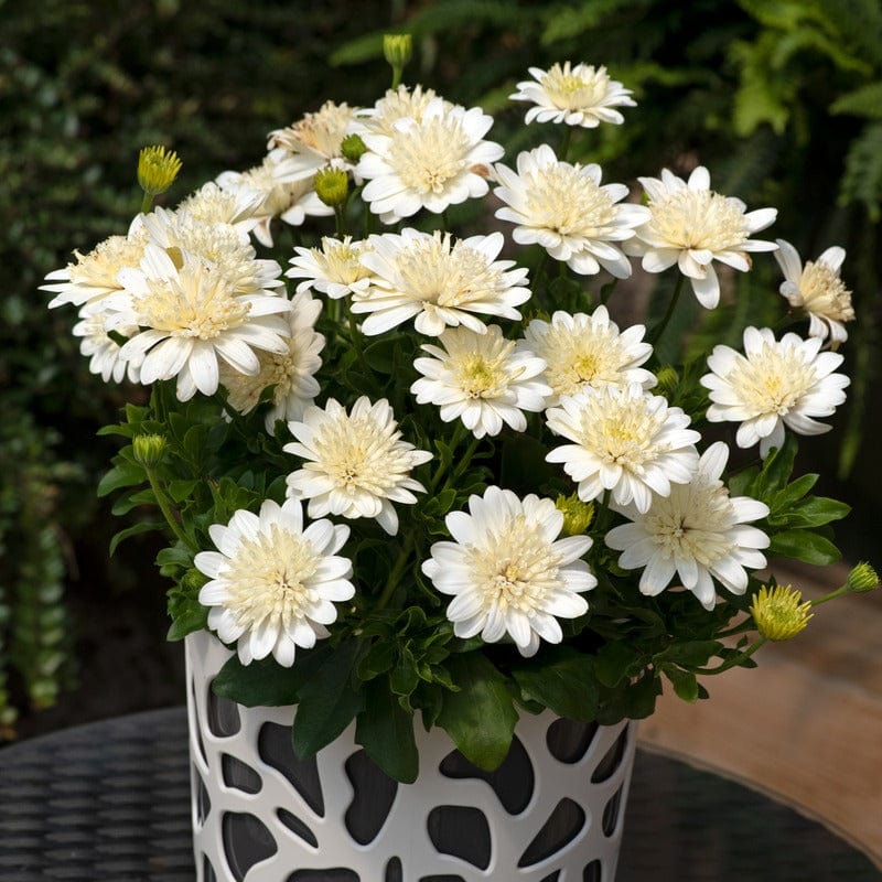 Osteospermum 3D Flower Plants Collection - Image 4