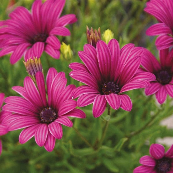 Osteospermum Flower Plant Collection - Image 3