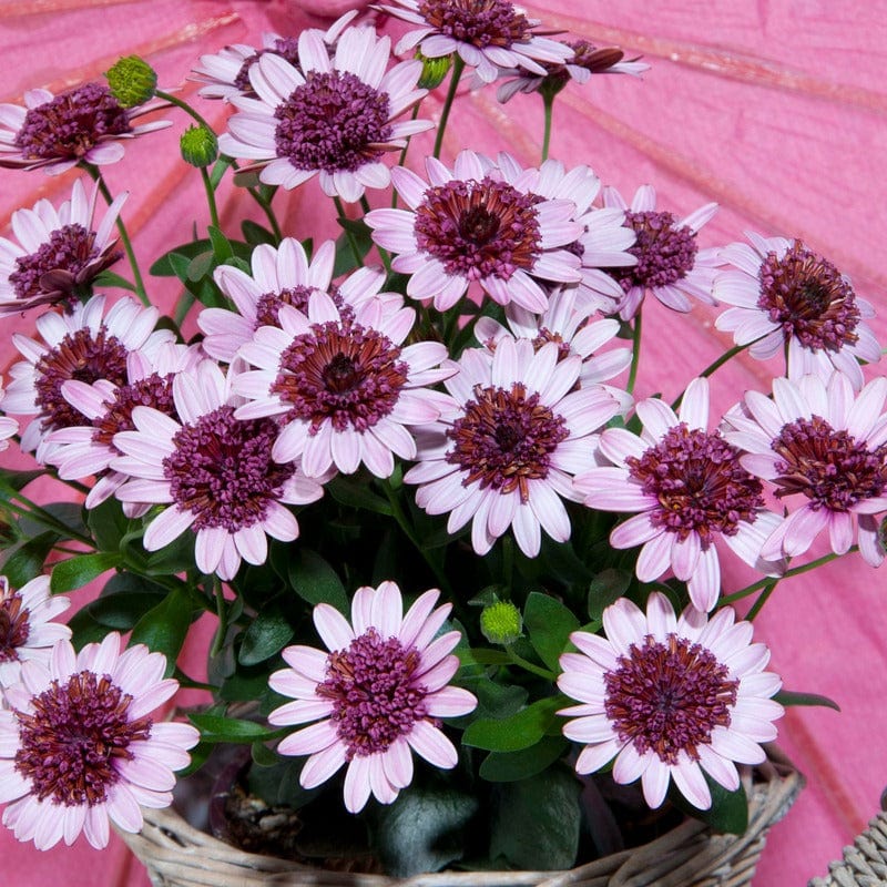 Osteospermum Double Berry White Flower Plants