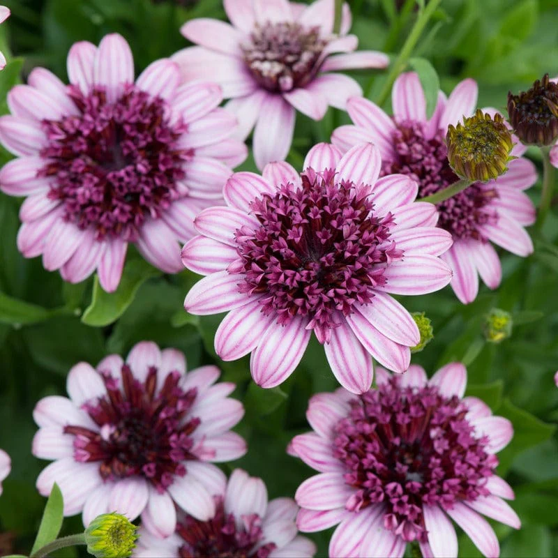 Osteospermum Double Berry White Flower Plants - Image 2