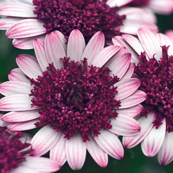 Osteospermum Double Berry White Flower Plants - Image 3