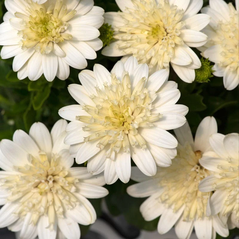 Osteospermum Double Nanuk