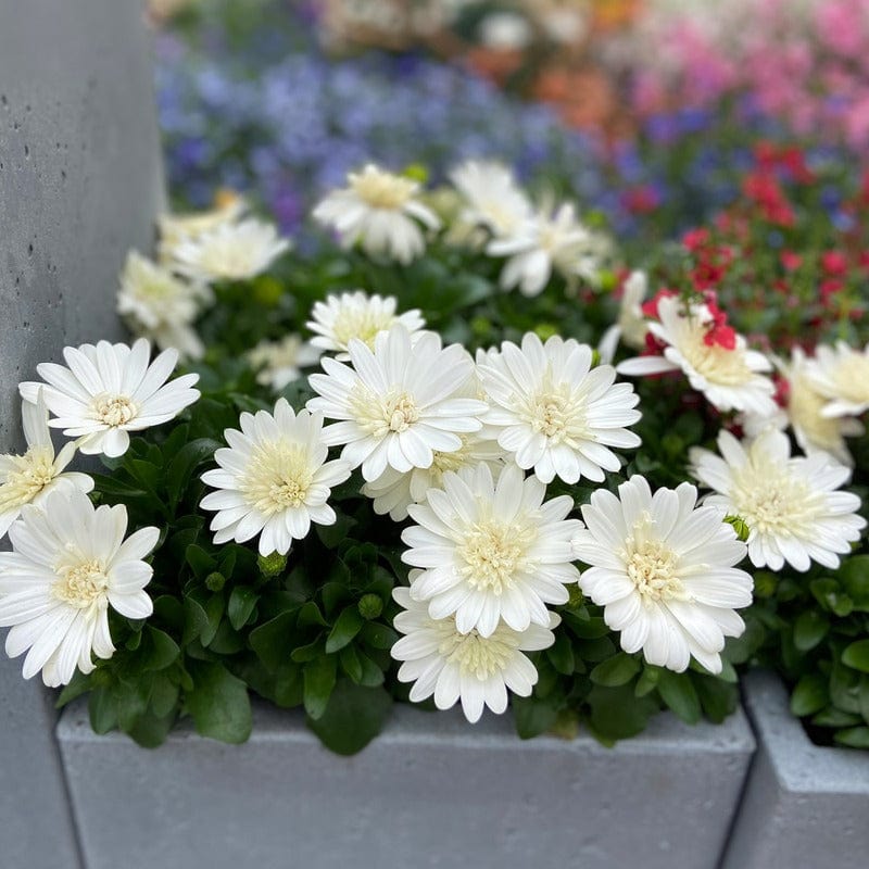 Osteospermum Double Nanuk - Image 3